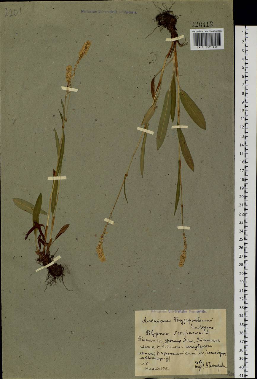 Bistorta vivipara (L.) Delarbre, Siberia, Altai & Sayany Mountains (S2) (Russia)