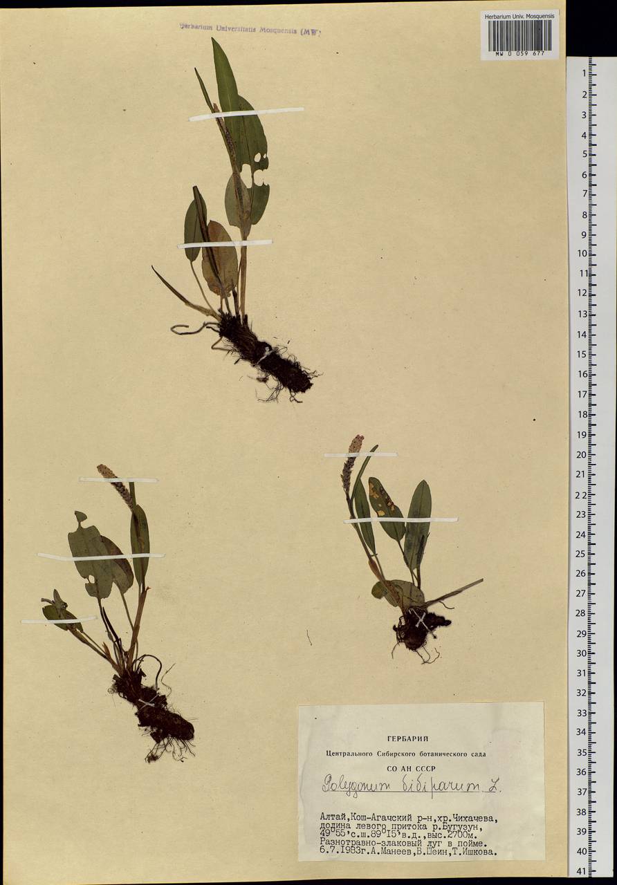 Bistorta vivipara (L.) Delarbre, Siberia, Altai & Sayany Mountains (S2) (Russia)