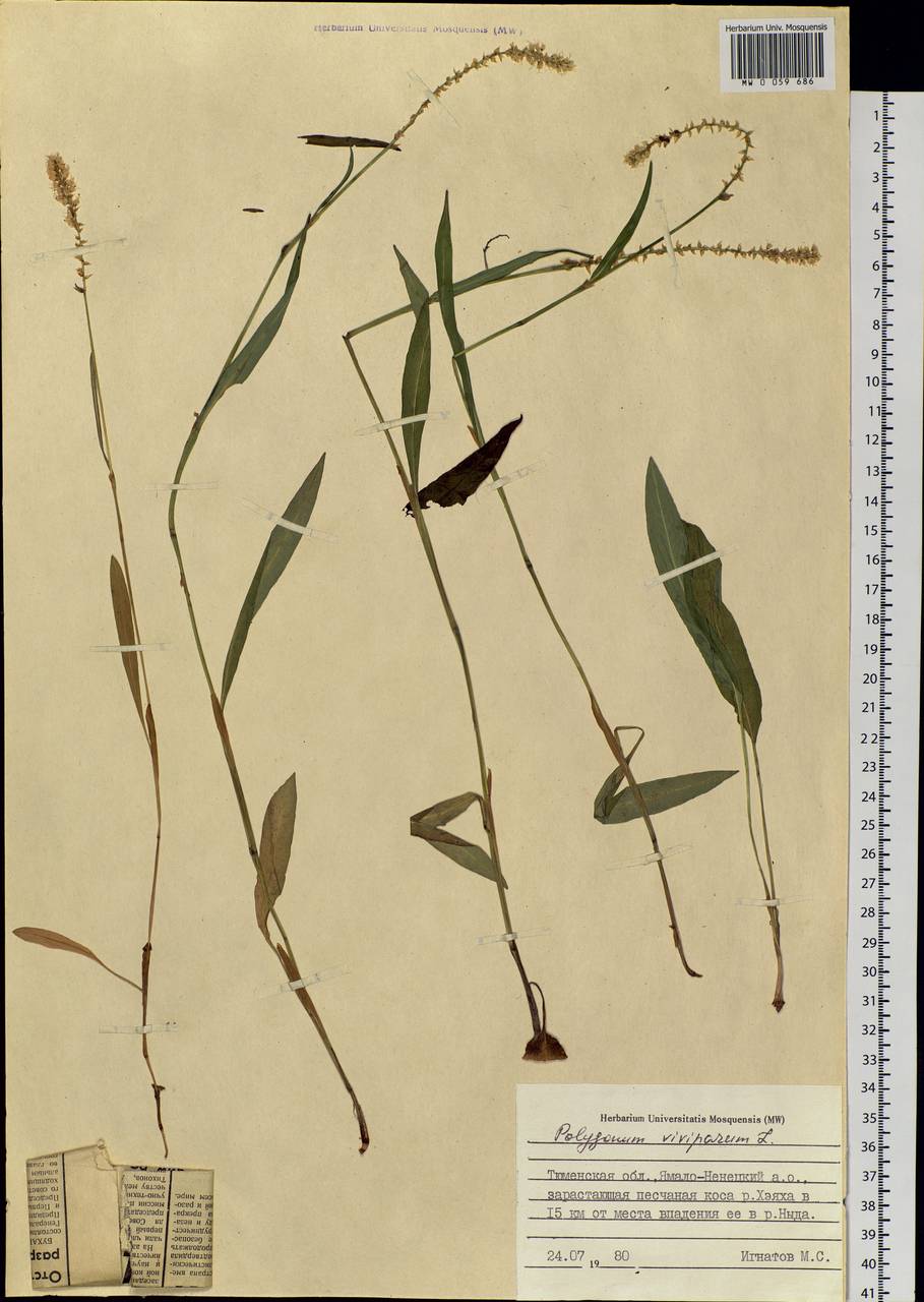 Bistorta vivipara (L.) Delarbre, Siberia, Western Siberia (S1) (Russia)