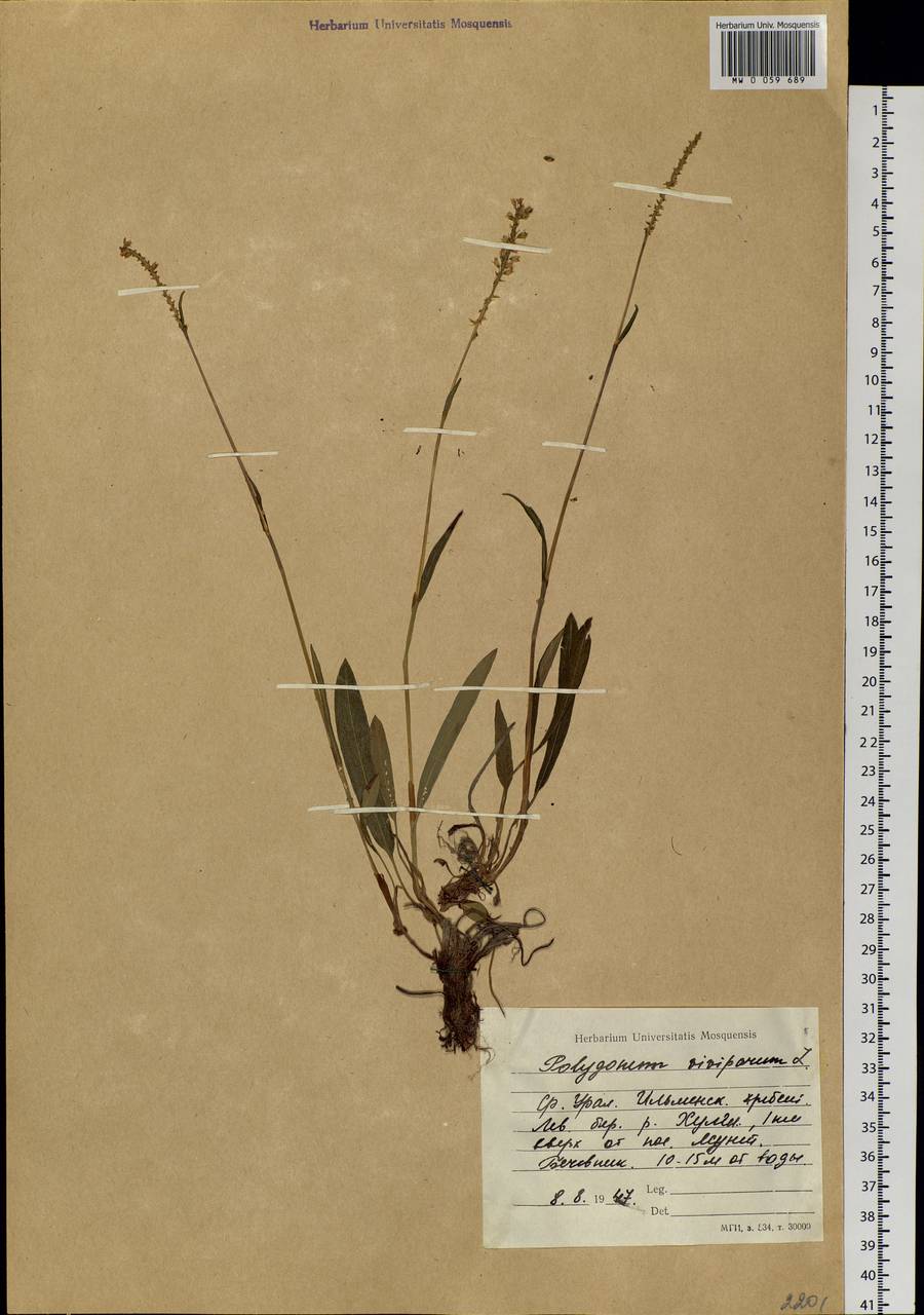 Bistorta vivipara (L.) Delarbre, Siberia, Western Siberia (S1) (Russia)