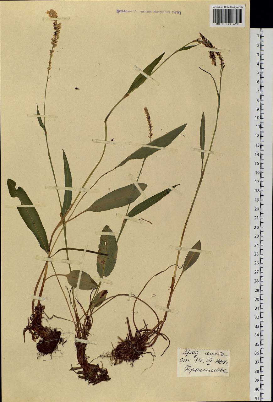 Bistorta vivipara (L.) Delarbre, Siberia, Western Siberia (S1) (Russia)