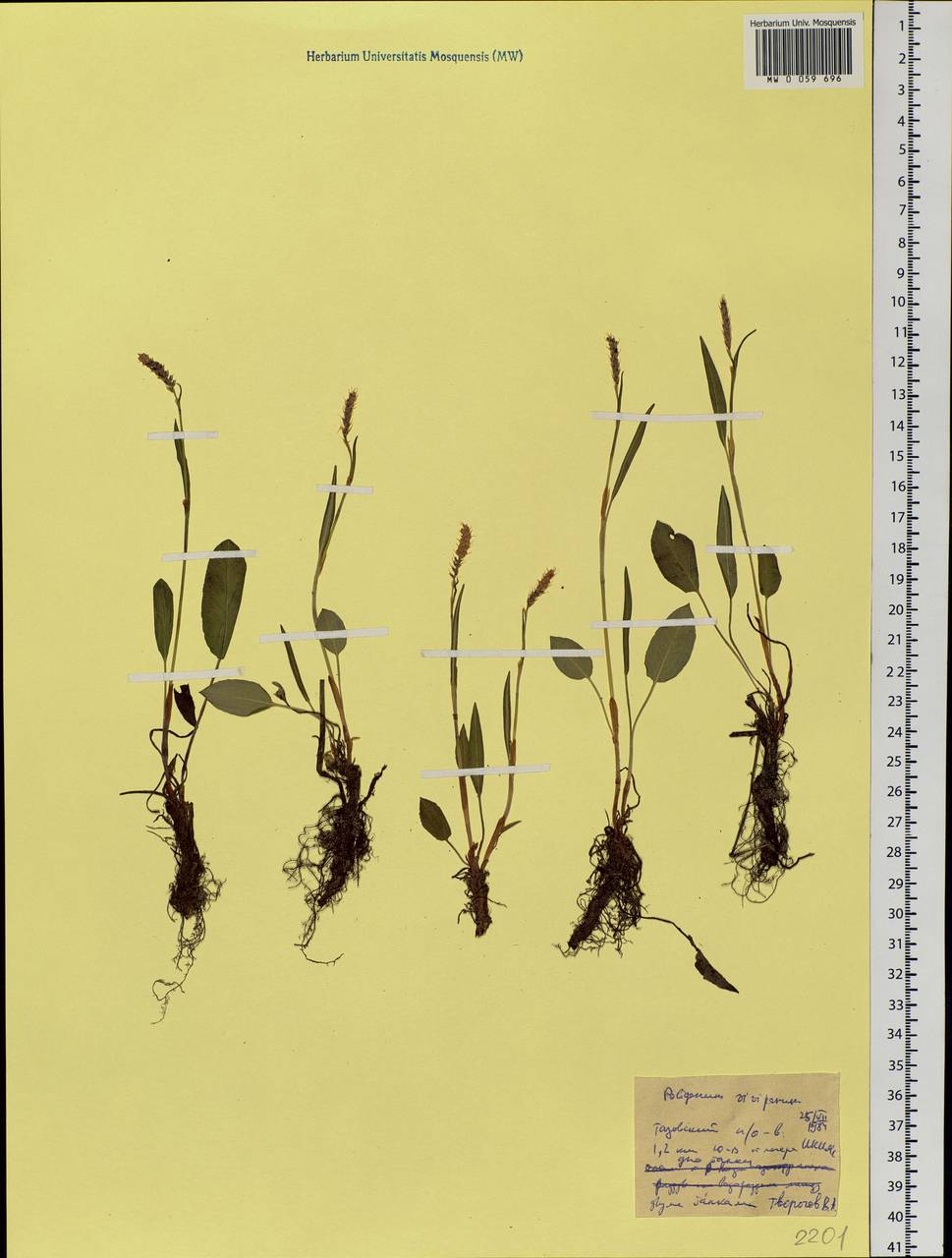 Bistorta vivipara (L.) Delarbre, Siberia, Western Siberia (S1) (Russia)