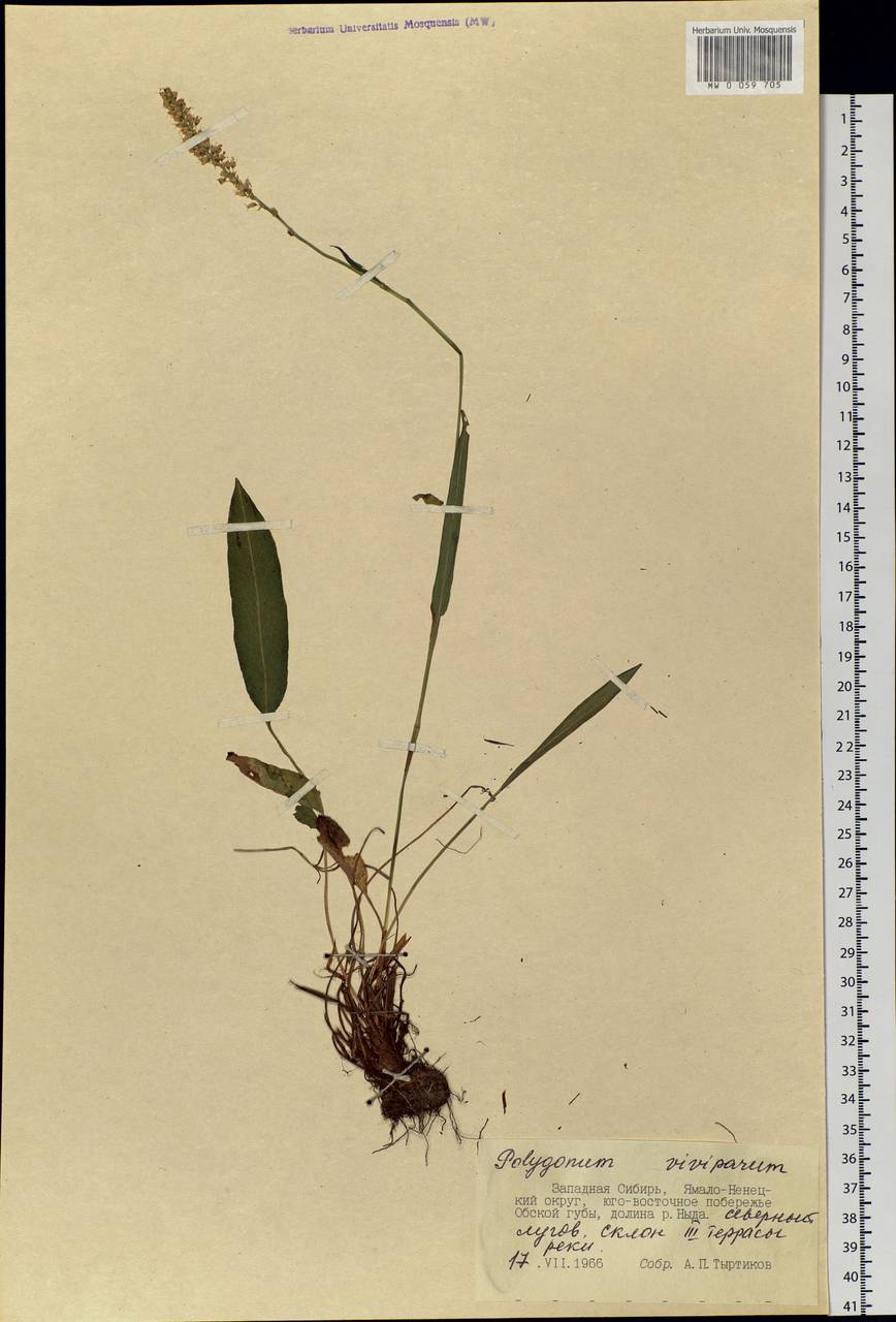 Bistorta vivipara (L.) Delarbre, Siberia, Western Siberia (S1) (Russia)