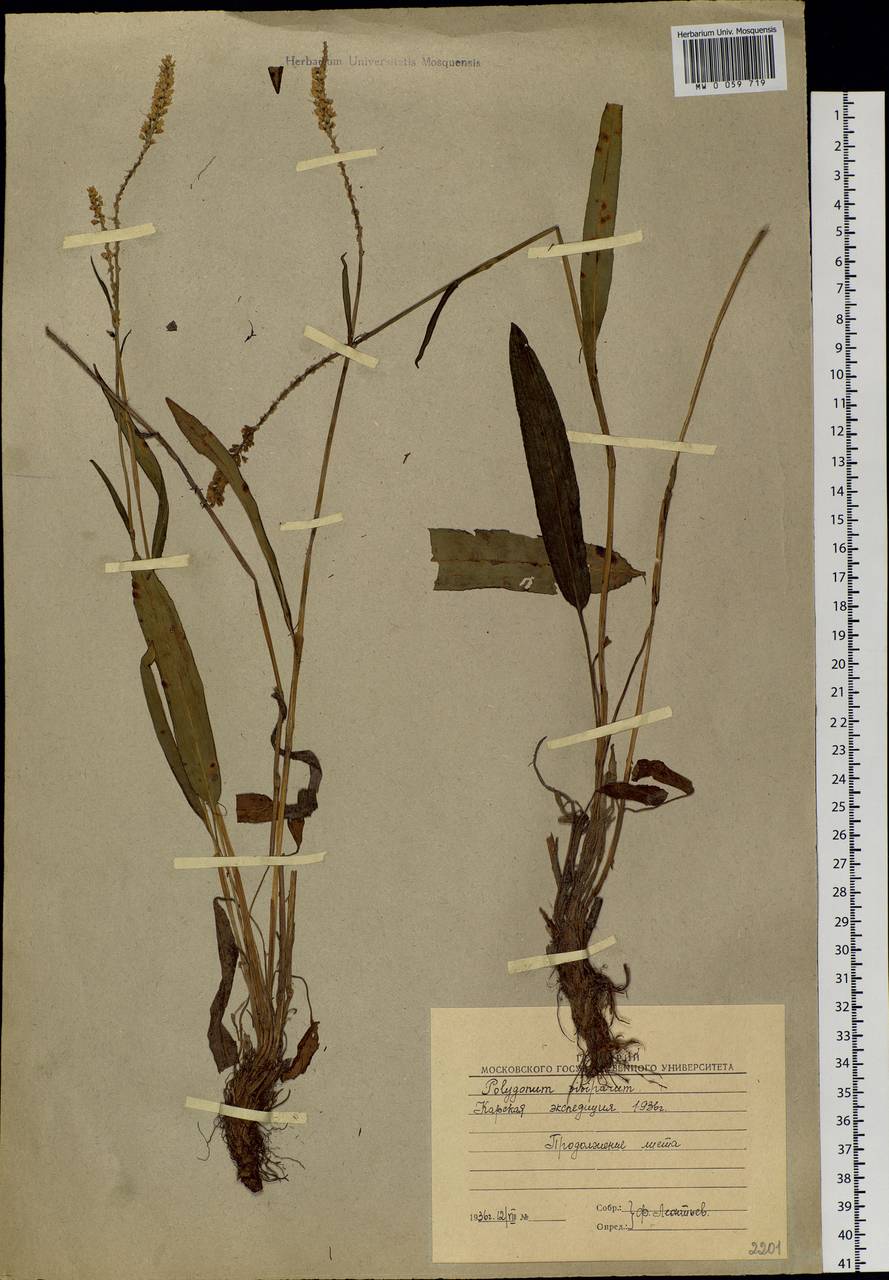 Bistorta vivipara (L.) Delarbre, Siberia, Western Siberia (S1) (Russia)