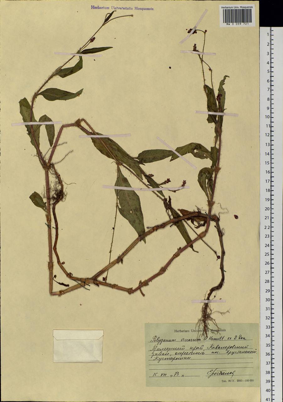 Persicaria viscosa (Buch.-Ham. ex D. Don) H. Gross ex Nakai, Siberia, Russian Far East (S6) (Russia)