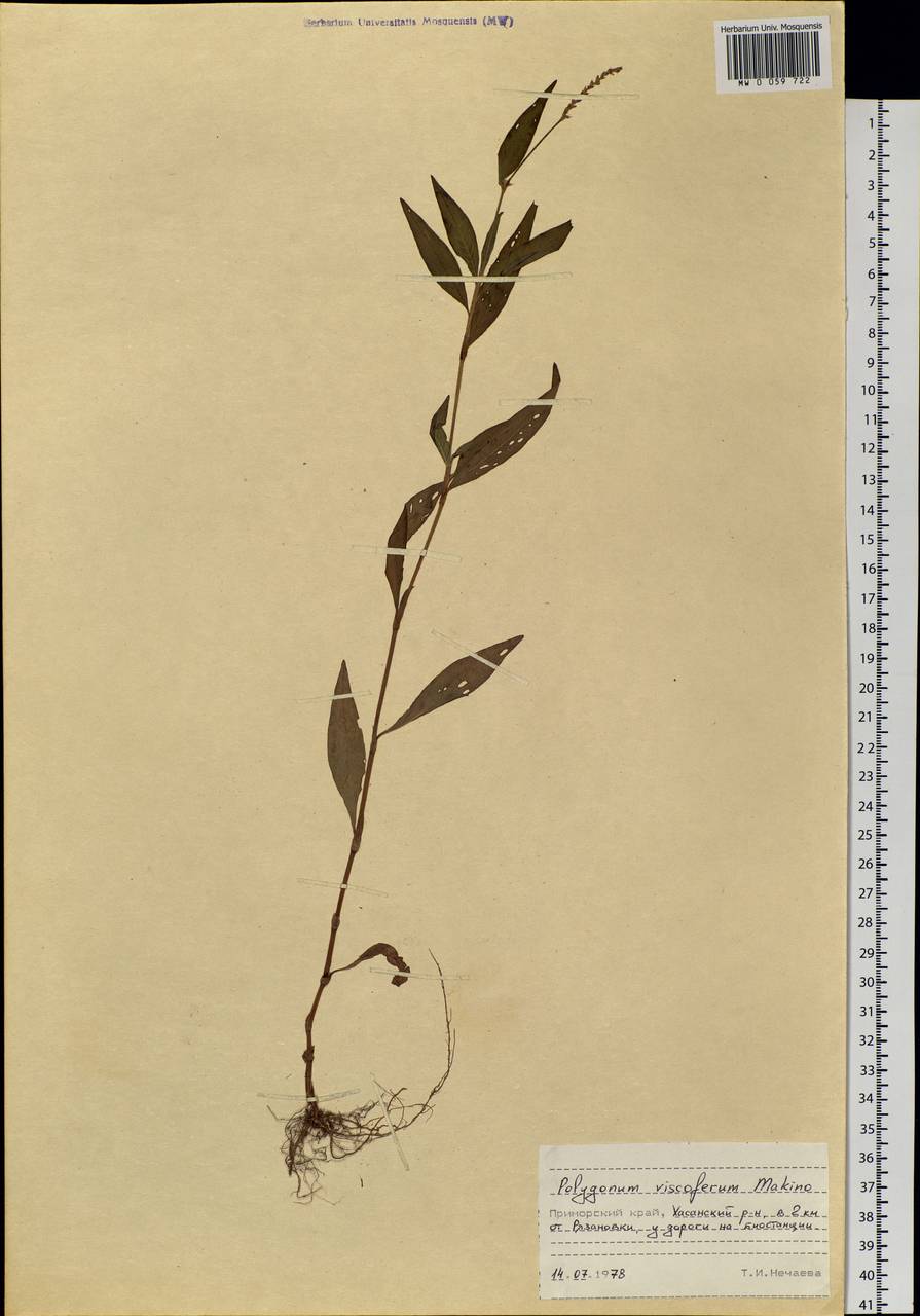 Persicaria viscofera (Makino) H. Gross, Siberia, Russian Far East (S6) (Russia)