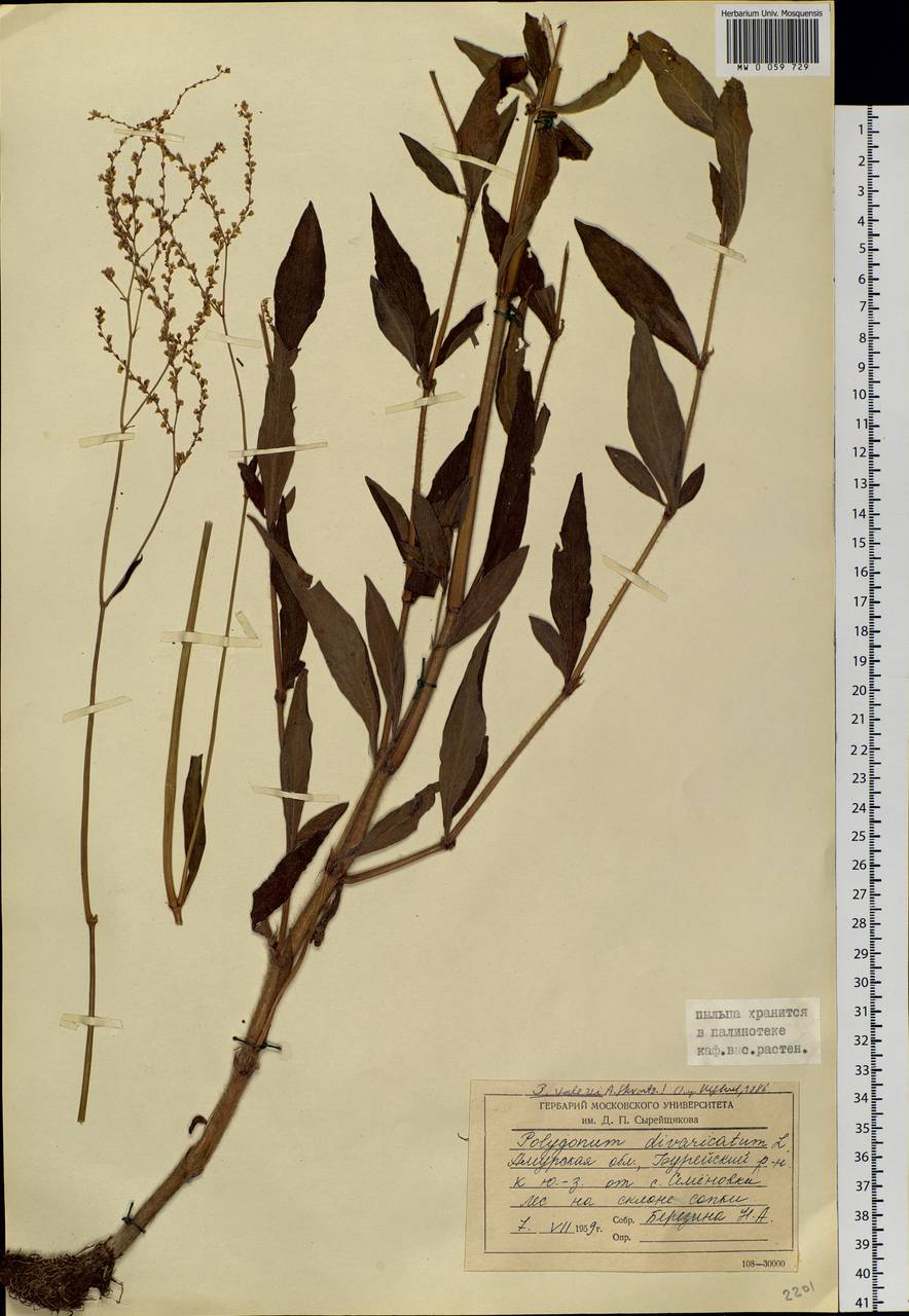 Koenigia valerii (A. K. Skvortsov), Siberia, Russian Far East (S6) (Russia)