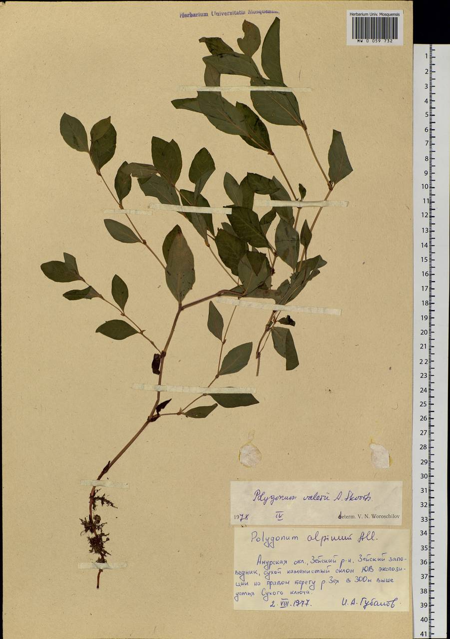 Koenigia valerii (A. K. Skvortsov), Siberia, Russian Far East (S6) (Russia)