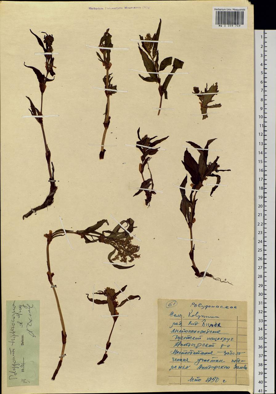 Koenigia tripterocarpa (A. Gray) T. M. Schust. & Reveal, Siberia, Chukotka & Kamchatka (S7) (Russia)