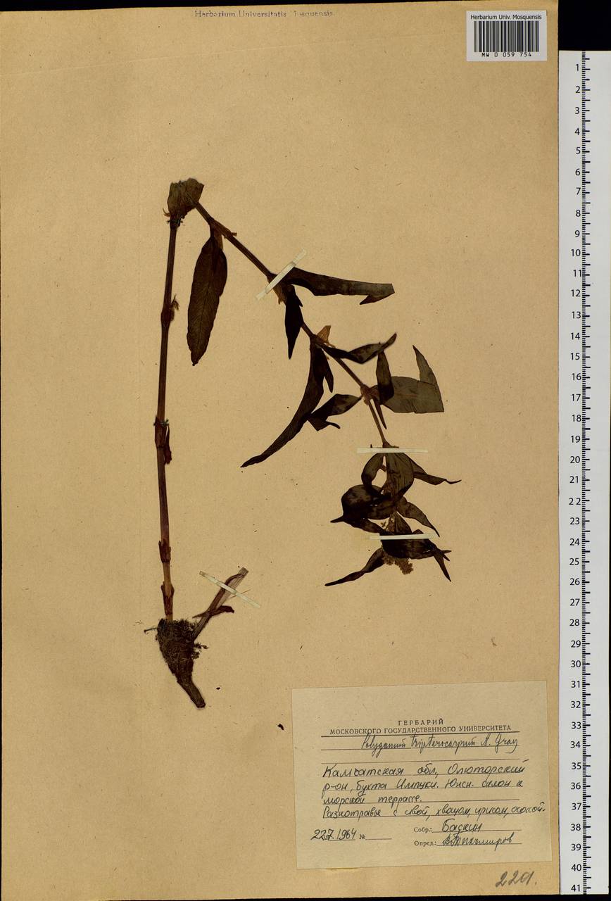 Koenigia tripterocarpa (A. Gray) T. M. Schust. & Reveal, Siberia, Chukotka & Kamchatka (S7) (Russia)