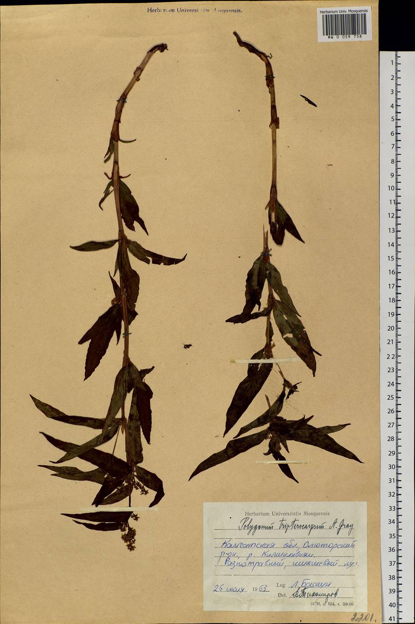 Koenigia tripterocarpa (A. Gray) T. M. Schust. & Reveal, Siberia, Chukotka & Kamchatka (S7) (Russia)