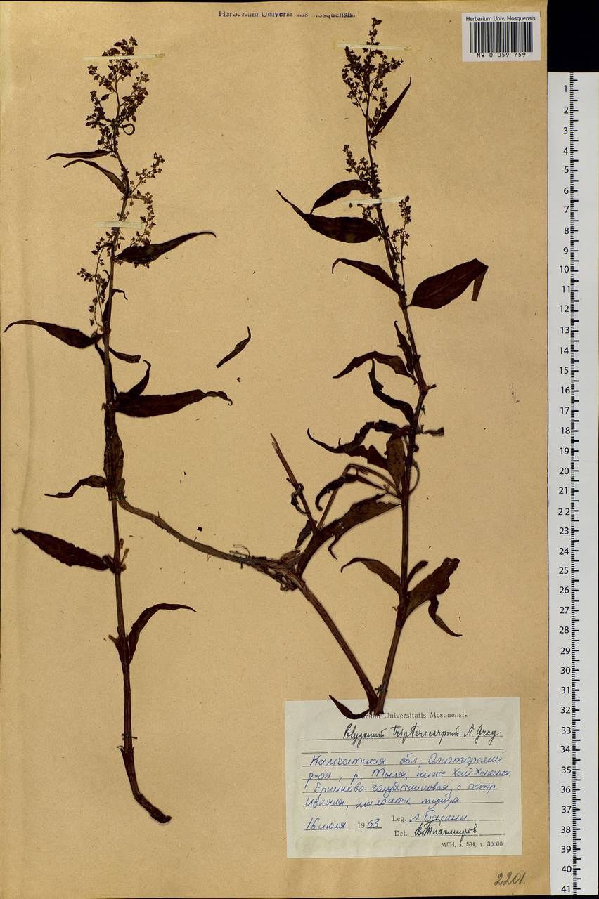 Koenigia tripterocarpa (A. Gray) T. M. Schust. & Reveal, Siberia, Chukotka & Kamchatka (S7) (Russia)