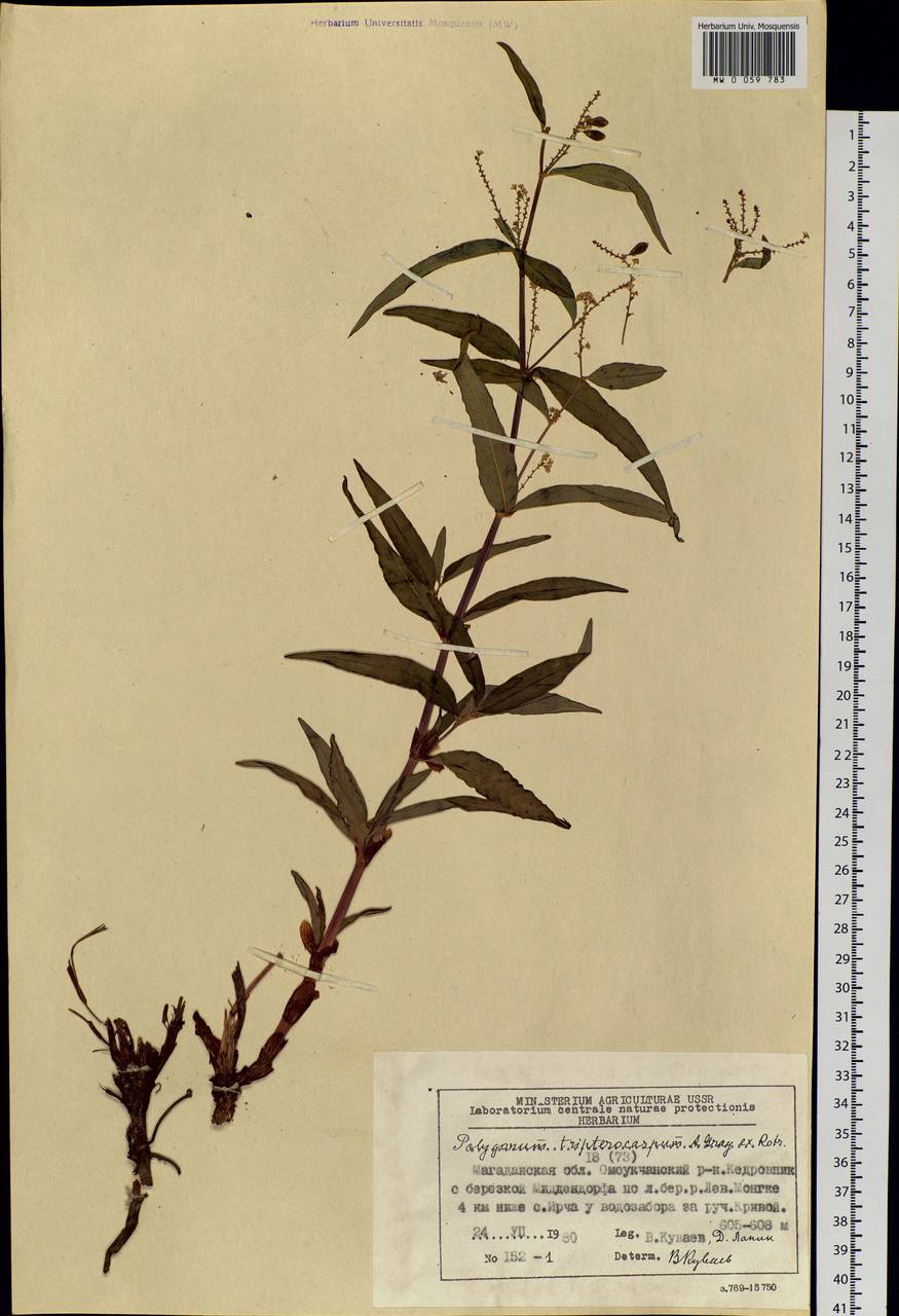 Koenigia tripterocarpa (A. Gray) T. M. Schust. & Reveal, Siberia, Chukotka & Kamchatka (S7) (Russia)