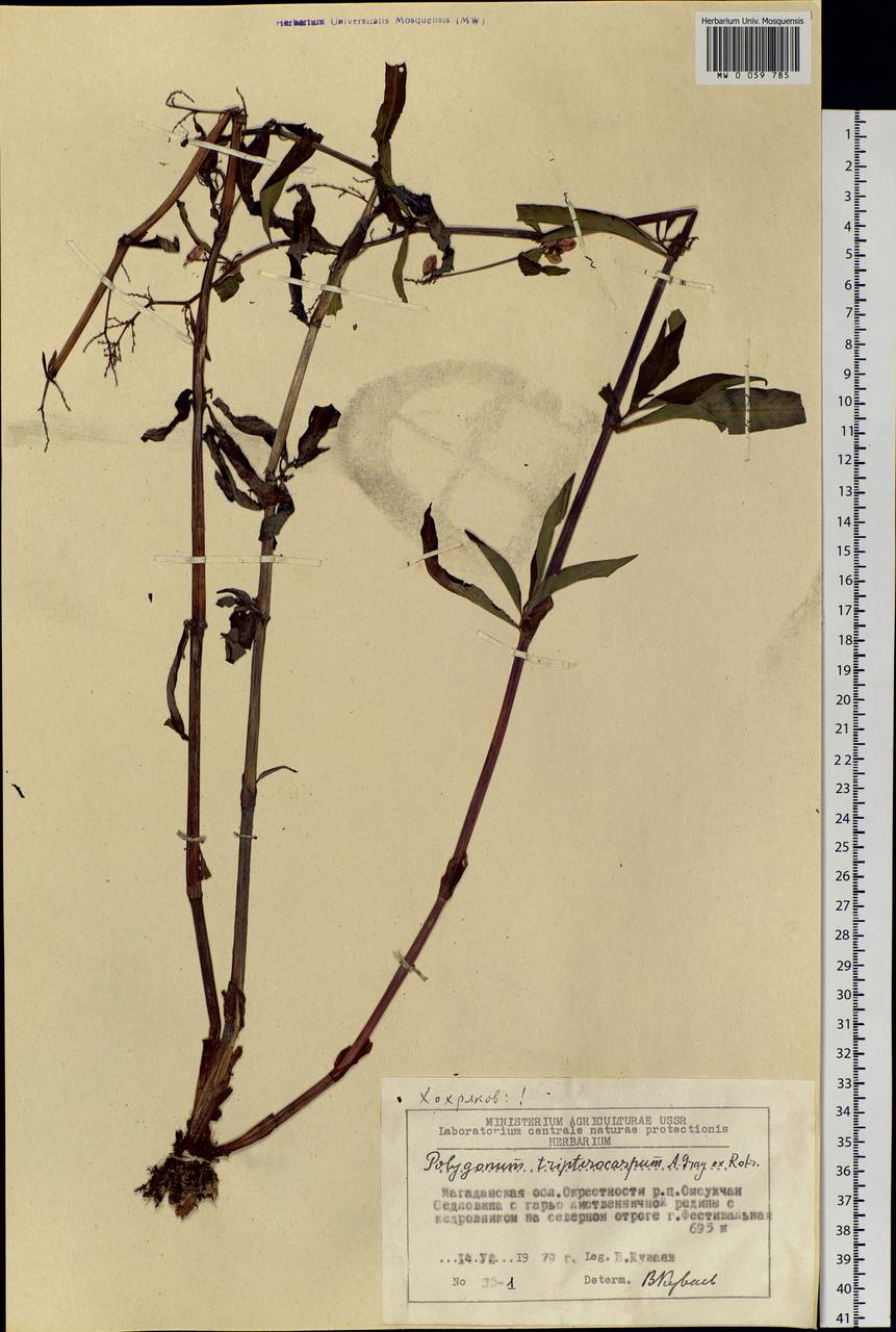 Koenigia tripterocarpa (A. Gray) T. M. Schust. & Reveal, Siberia, Chukotka & Kamchatka (S7) (Russia)