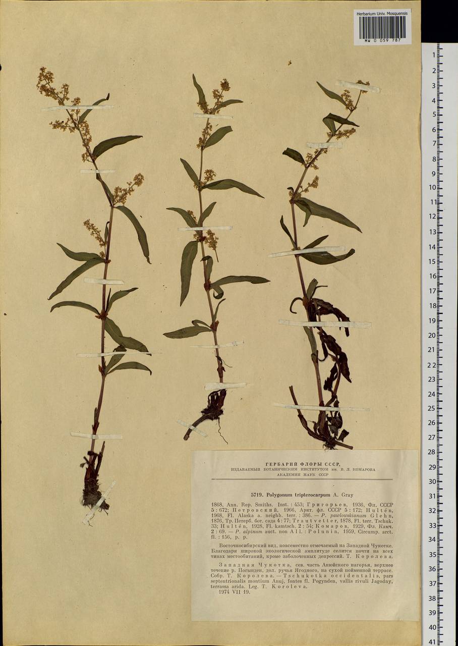 Koenigia tripterocarpa (A. Gray) T. M. Schust. & Reveal, Siberia, Chukotka & Kamchatka (S7) (Russia)