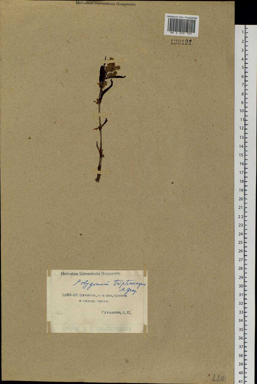 Koenigia tripterocarpa (A. Gray) T. M. Schust. & Reveal, Siberia, Chukotka & Kamchatka (S7) (Russia)