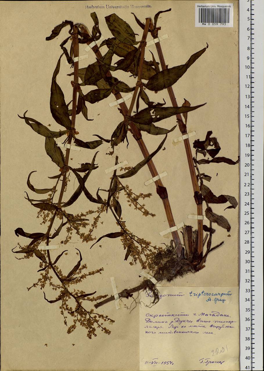Koenigia tripterocarpa (A. Gray) T. M. Schust. & Reveal, Siberia, Chukotka & Kamchatka (S7) (Russia)