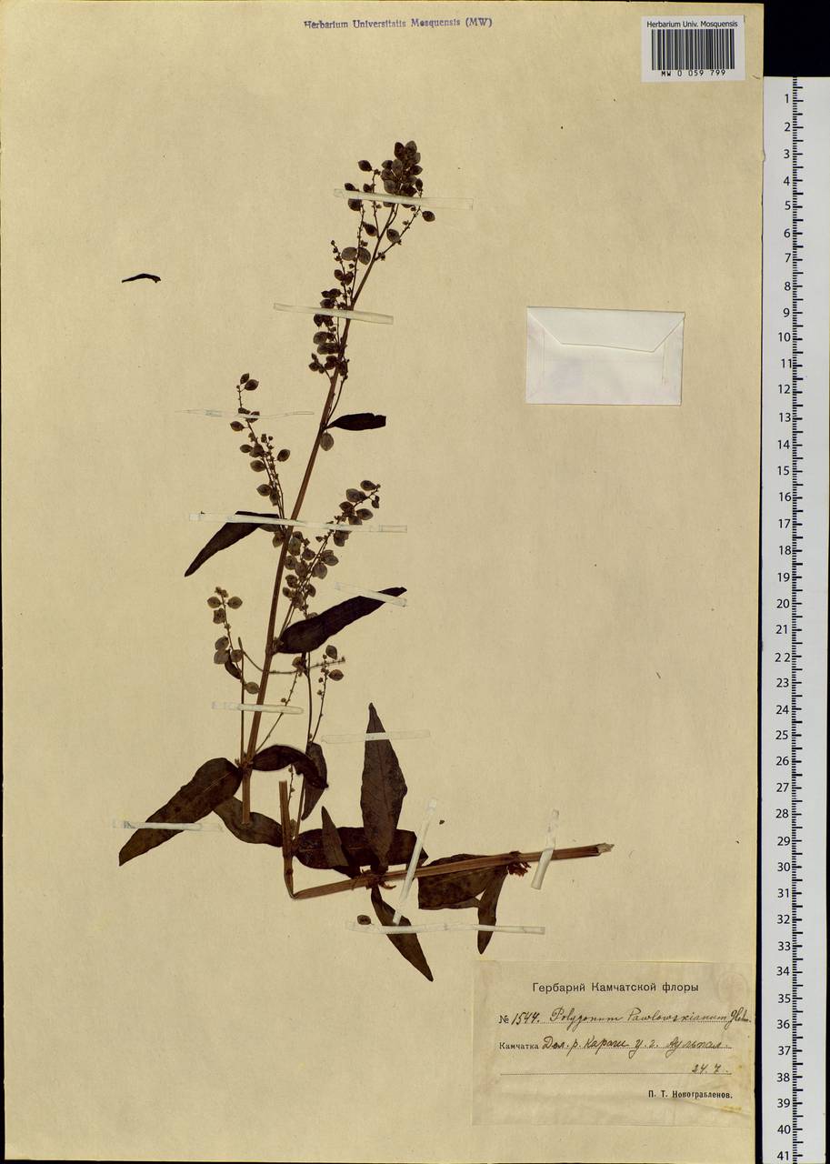 Koenigia tripterocarpa (A. Gray) T. M. Schust. & Reveal, Siberia, Chukotka & Kamchatka (S7) (Russia)