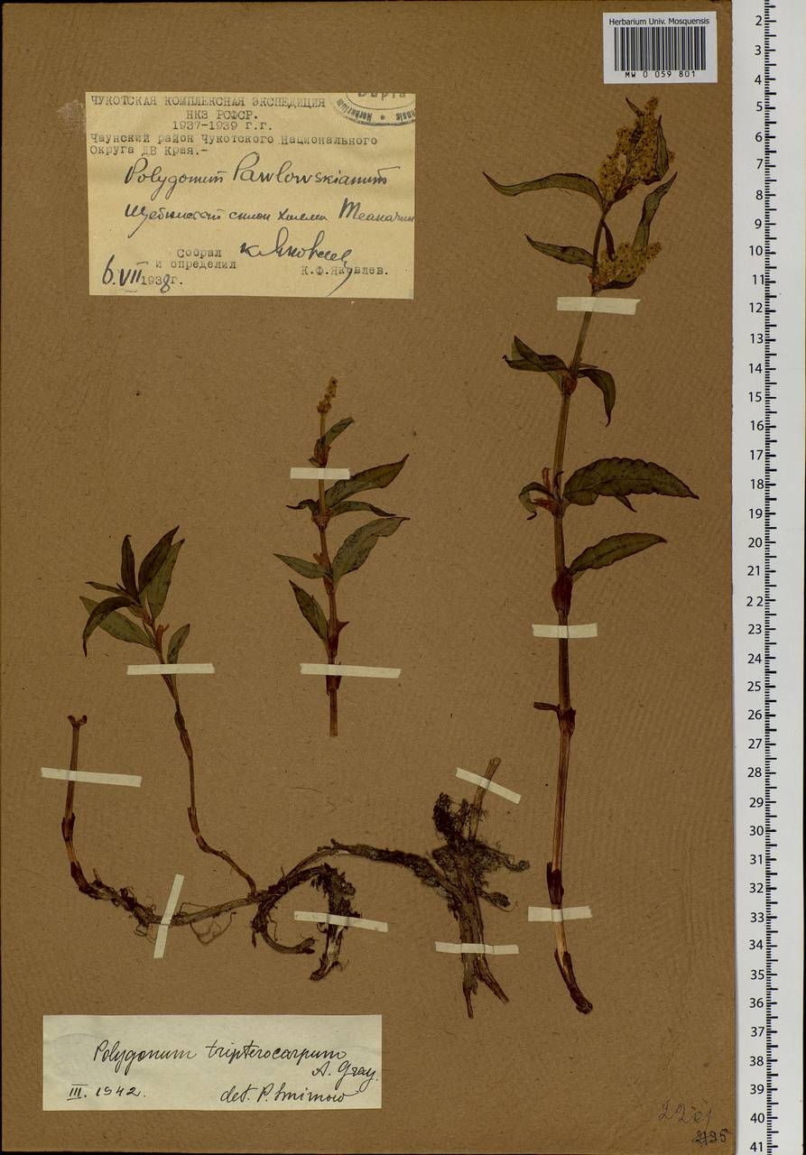 Koenigia tripterocarpa (A. Gray) T. M. Schust. & Reveal, Siberia, Chukotka & Kamchatka (S7) (Russia)
