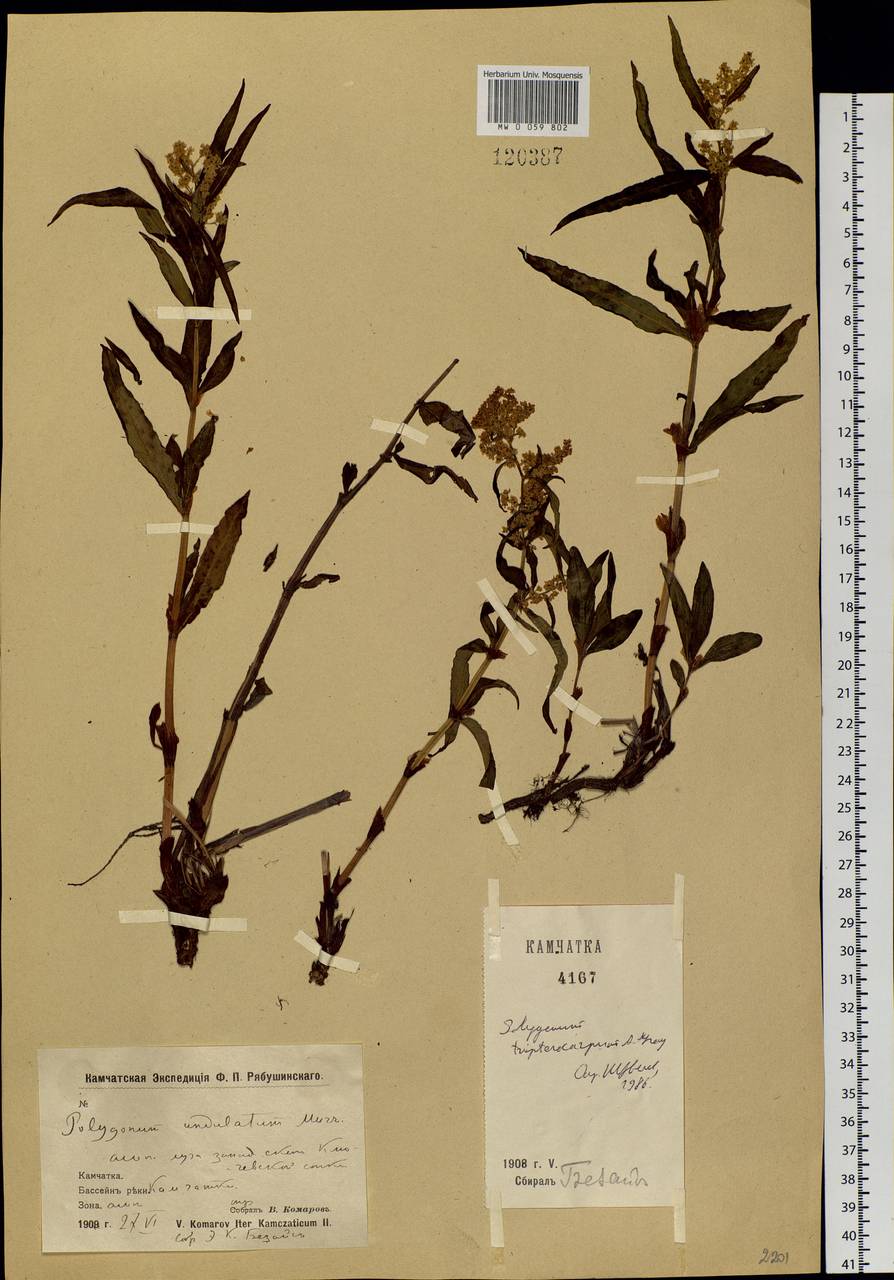 Koenigia tripterocarpa (A. Gray) T. M. Schust. & Reveal, Siberia, Chukotka & Kamchatka (S7) (Russia)