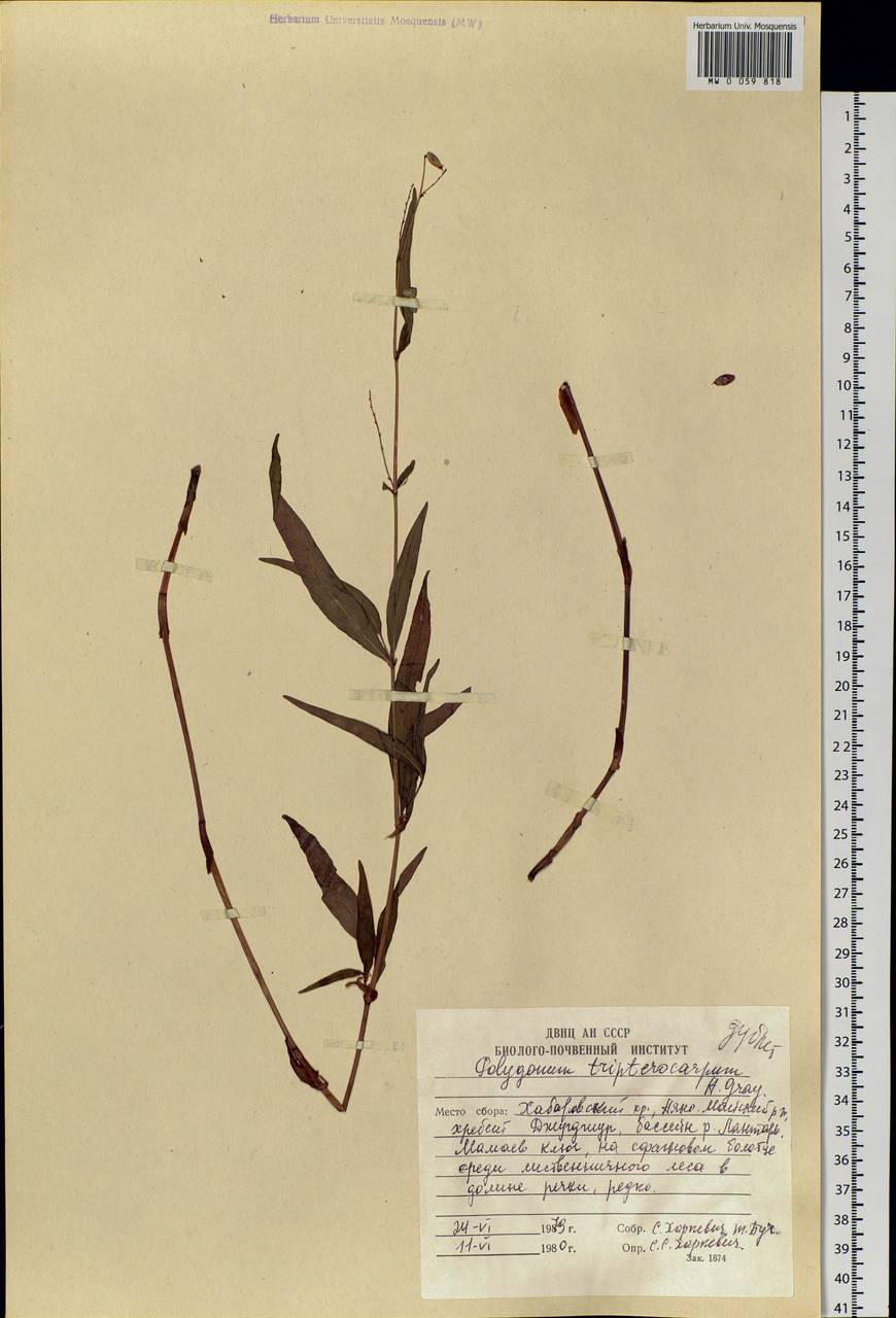 Koenigia tripterocarpa (A. Gray) T. M. Schust. & Reveal, Siberia, Russian Far East (S6) (Russia)