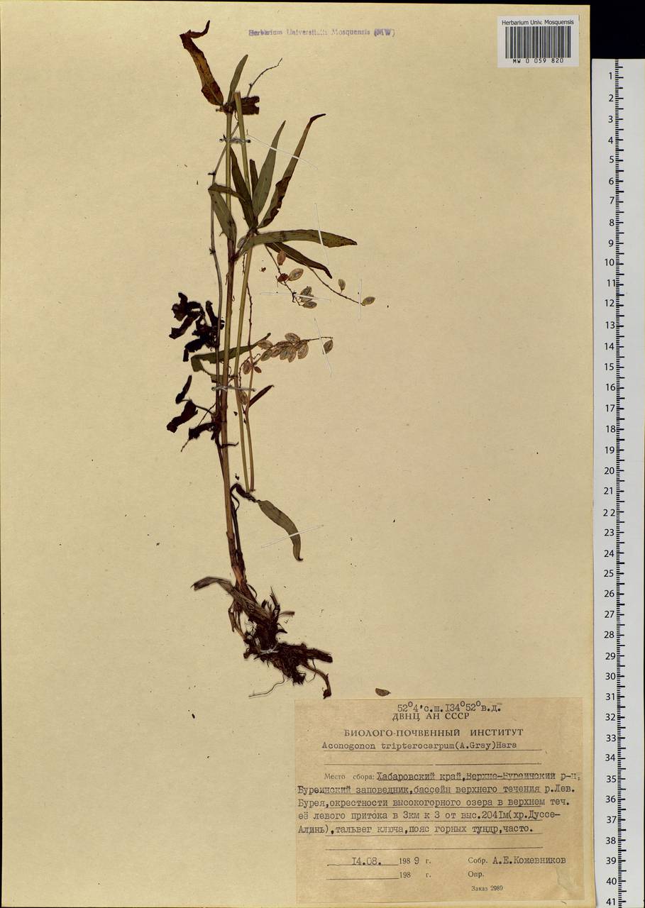 Koenigia tripterocarpa (A. Gray) T. M. Schust. & Reveal, Siberia, Russian Far East (S6) (Russia)