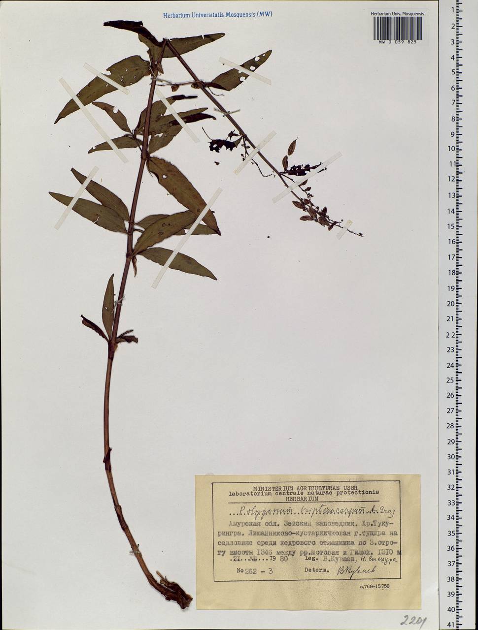 Koenigia tripterocarpa (A. Gray) T. M. Schust. & Reveal, Siberia, Russian Far East (S6) (Russia)