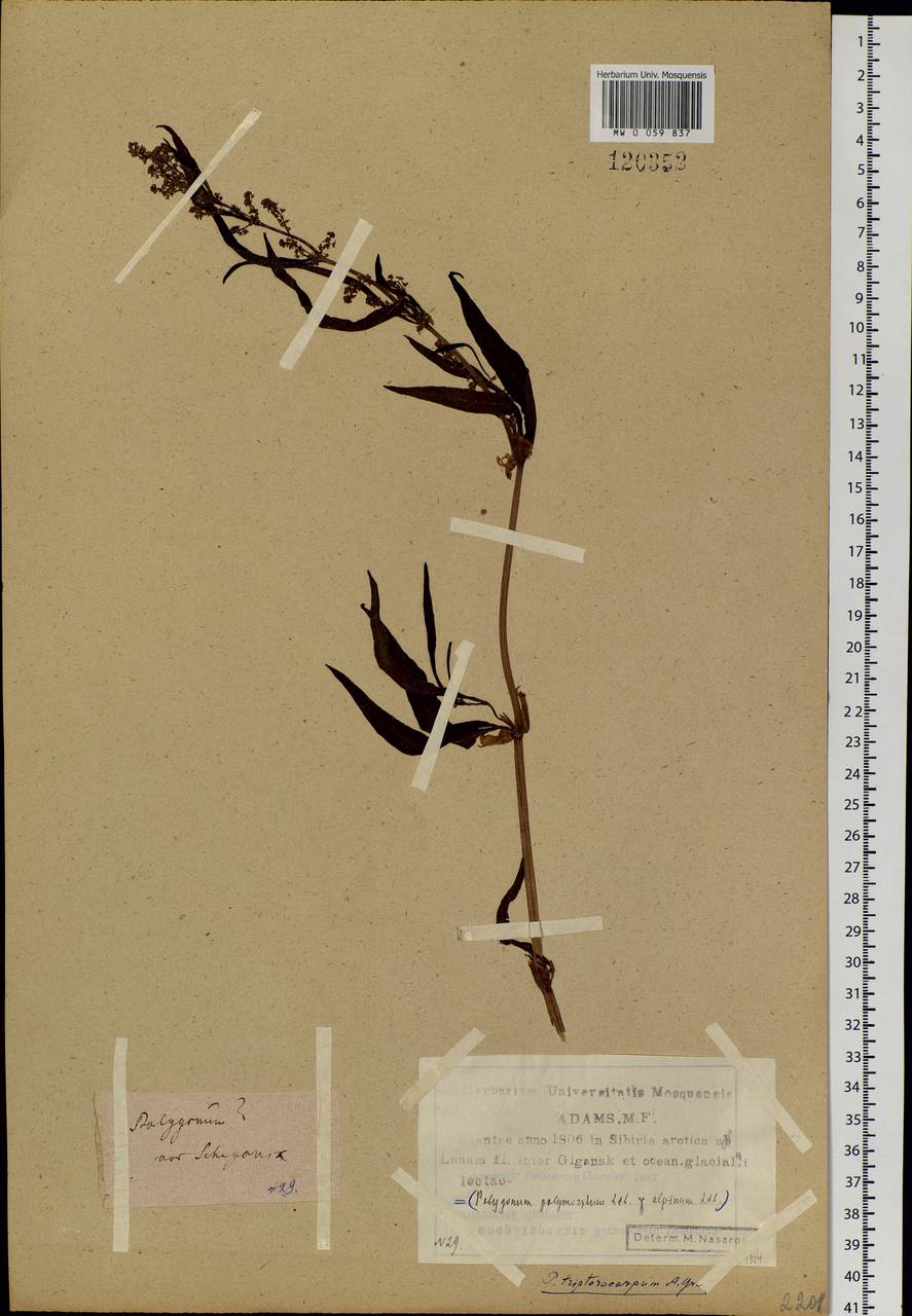 Koenigia tripterocarpa (A. Gray) T. M. Schust. & Reveal, Siberia, Yakutia (S5) (Russia)