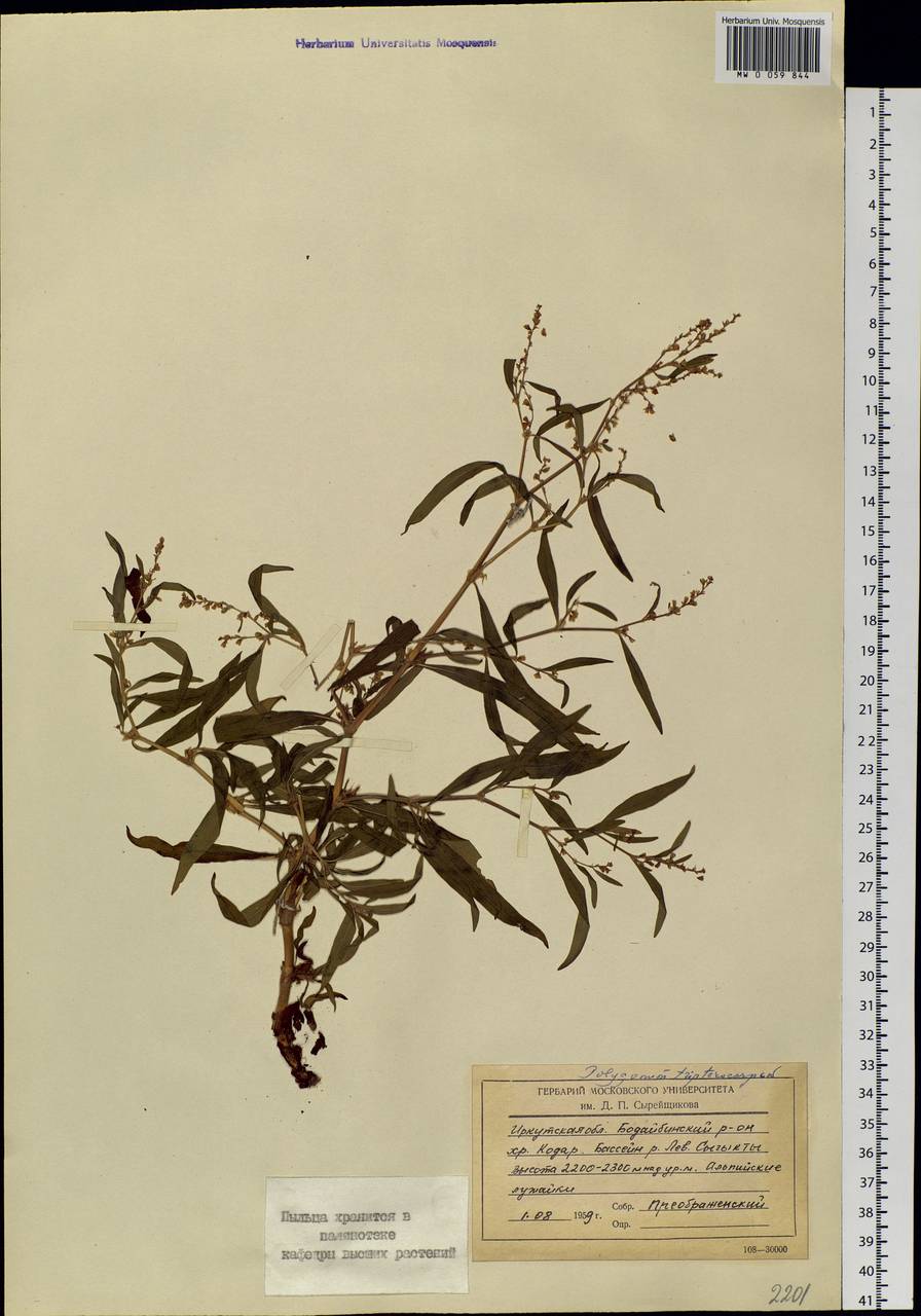 Koenigia tripterocarpa (A. Gray) T. M. Schust. & Reveal, Siberia, Baikal & Transbaikal region (S4) (Russia)