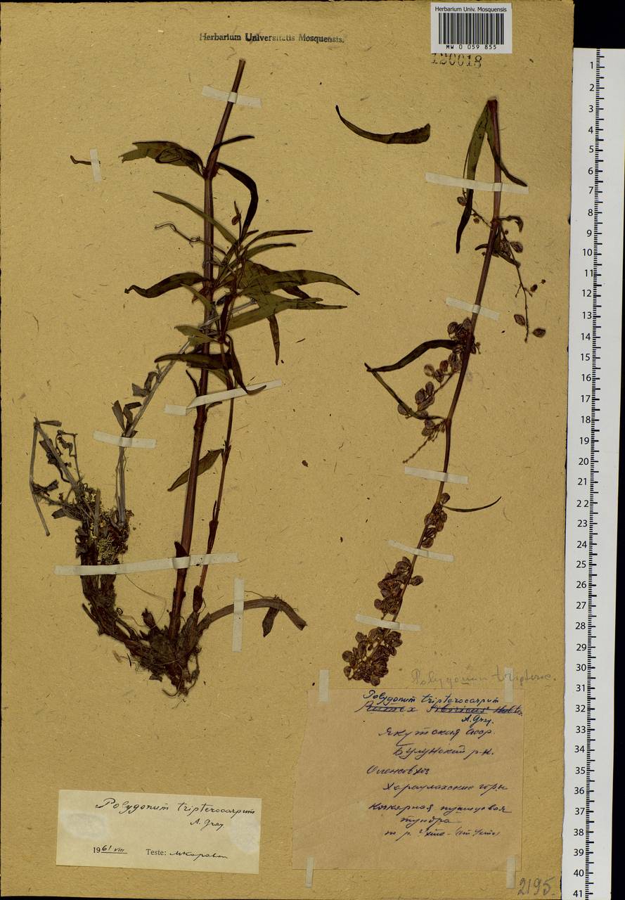 Koenigia tripterocarpa (A. Gray) T. M. Schust. & Reveal, Siberia, Yakutia (S5) (Russia)