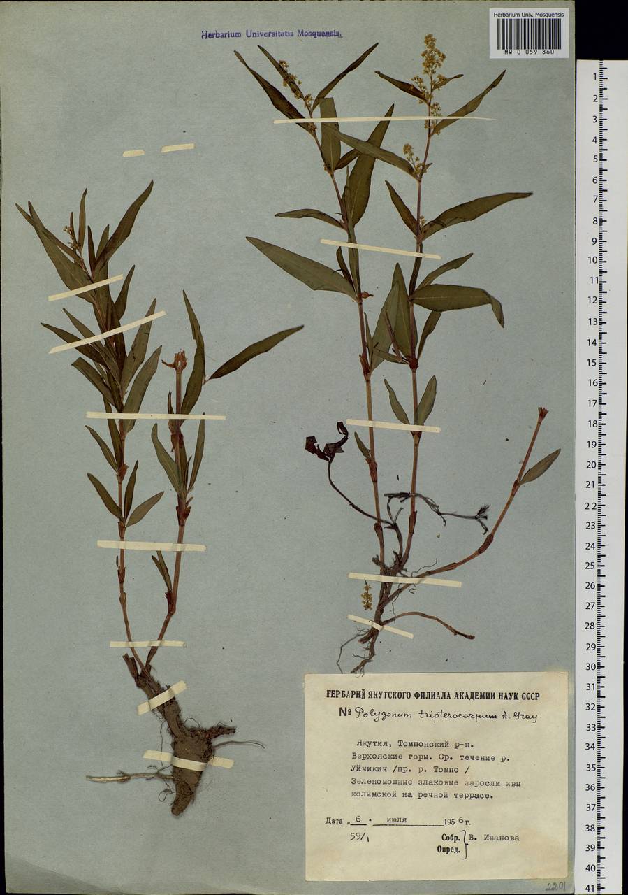 Koenigia tripterocarpa (A. Gray) T. M. Schust. & Reveal, Siberia, Yakutia (S5) (Russia)
