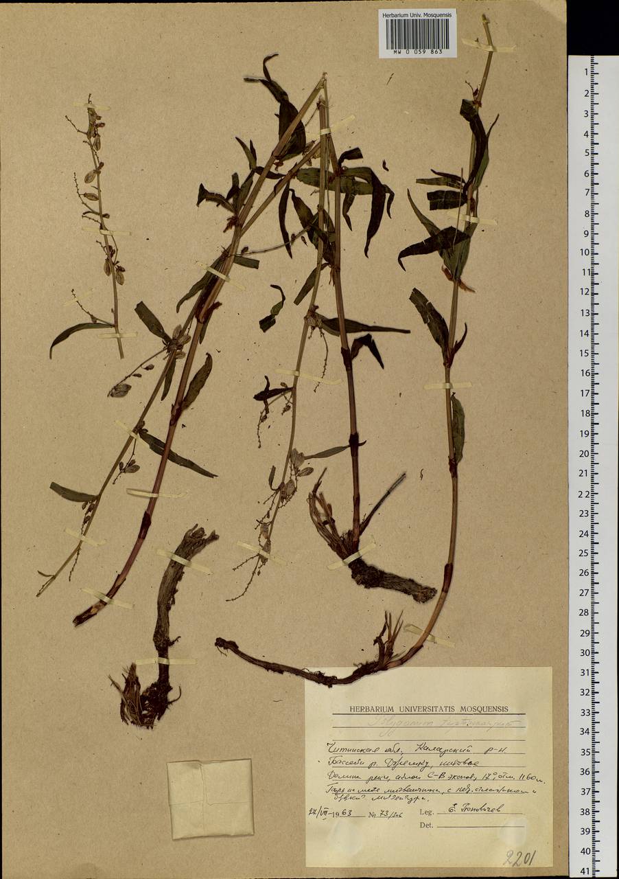 Koenigia tripterocarpa (A. Gray) T. M. Schust. & Reveal, Siberia, Baikal & Transbaikal region (S4) (Russia)