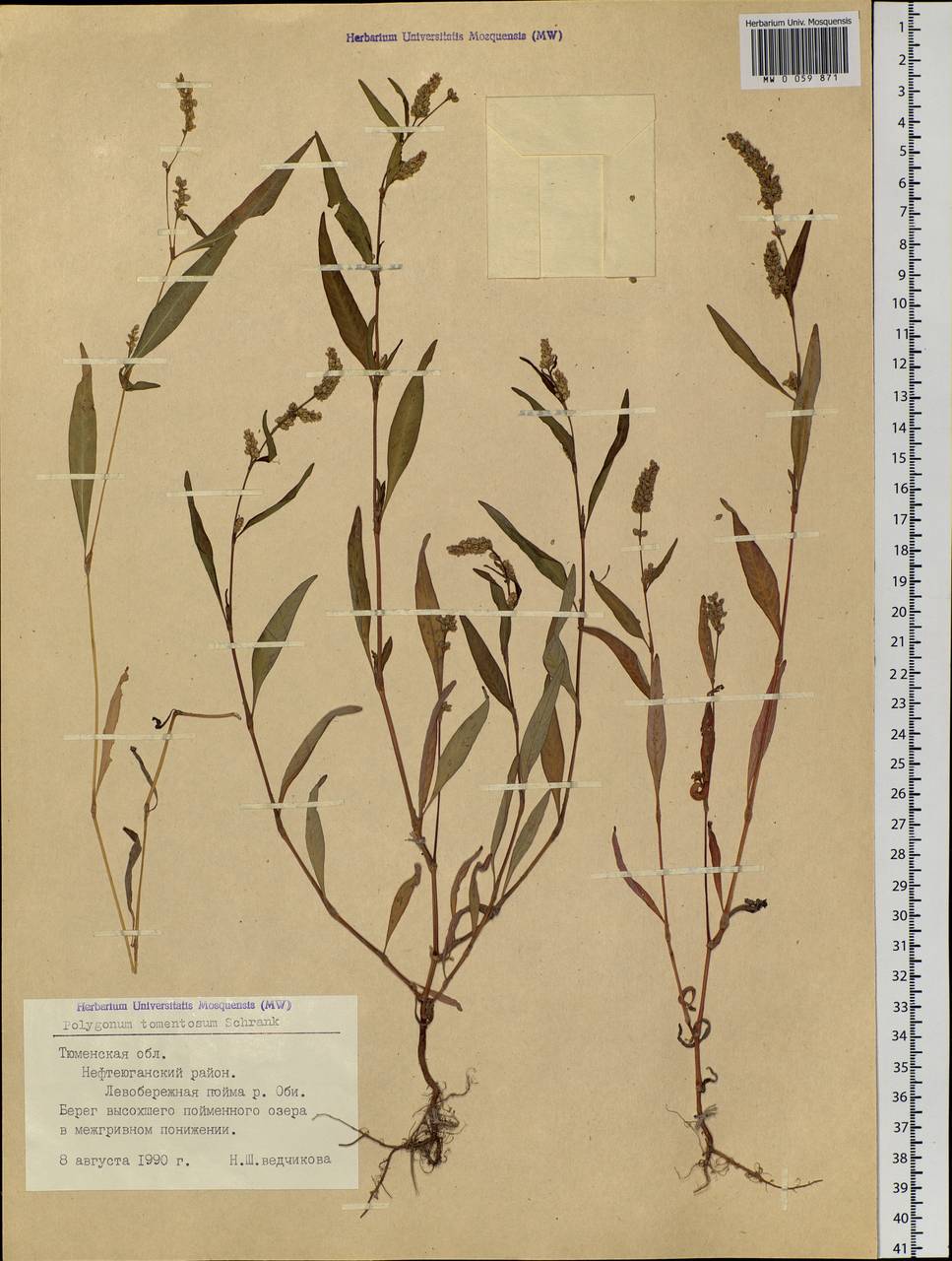 Persicaria lapathifolia (L.) Gray, Siberia, Western Siberia (S1) (Russia)