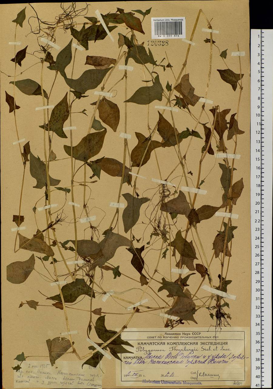 Persicaria thunbergii (Siebold & Zucc.) H. Gross, Siberia, Chukotka & Kamchatka (S7) (Russia)