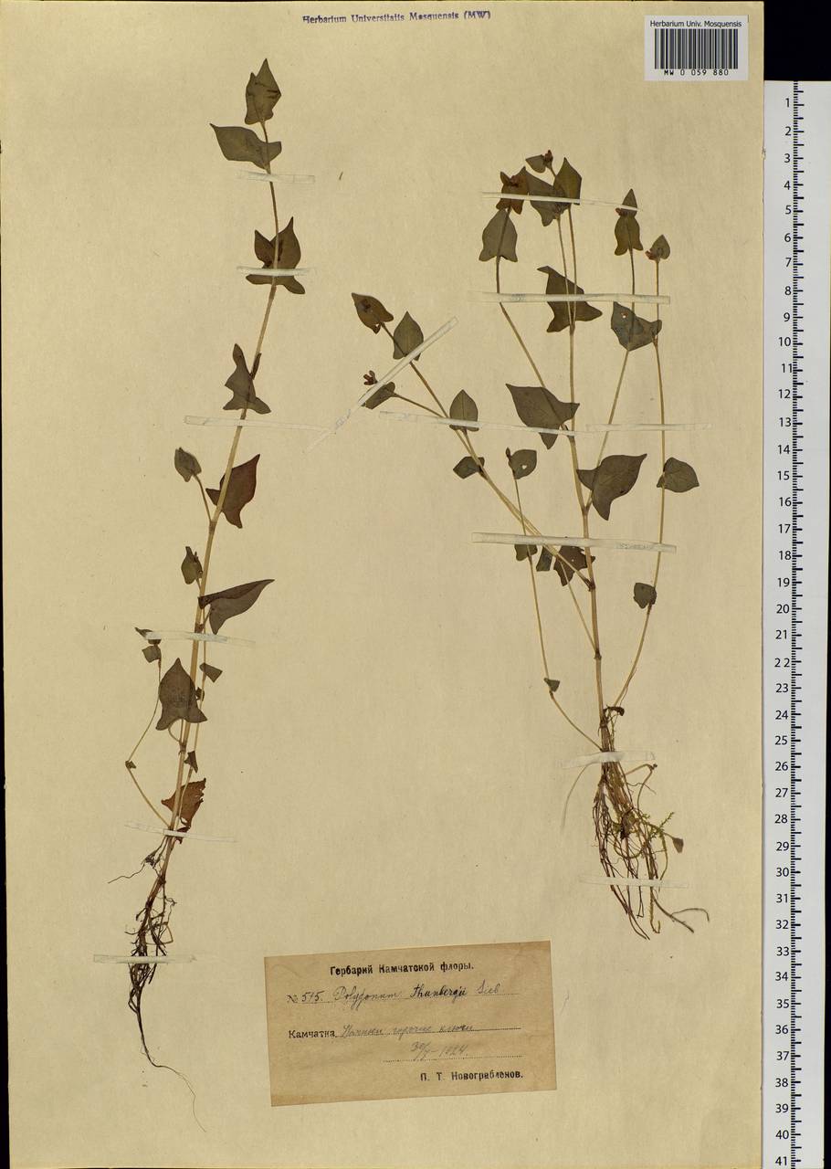 Persicaria thunbergii (Siebold & Zucc.) H. Gross, Siberia, Chukotka & Kamchatka (S7) (Russia)