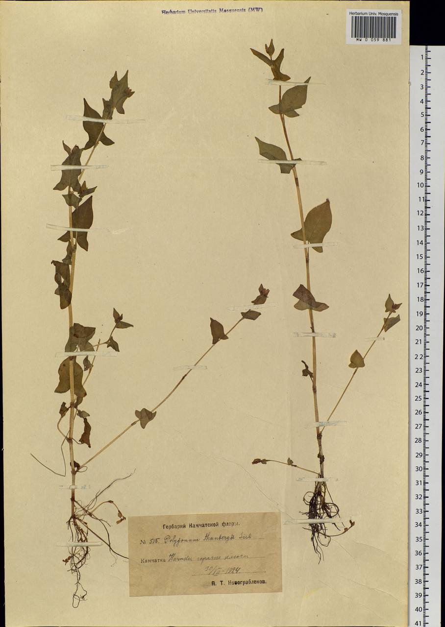 Persicaria thunbergii (Siebold & Zucc.) H. Gross, Siberia, Chukotka & Kamchatka (S7) (Russia)