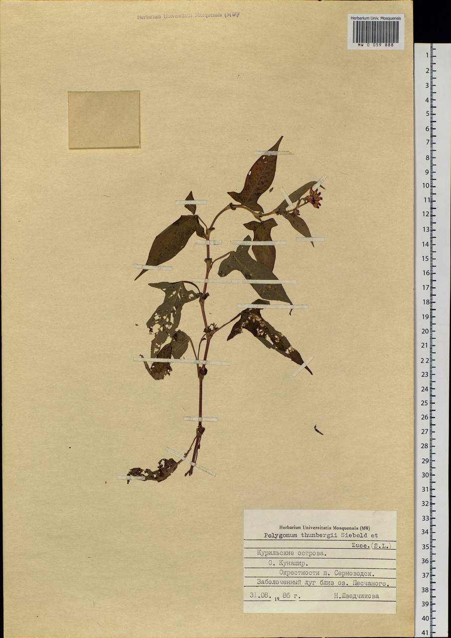 Persicaria thunbergii (Siebold & Zucc.) H. Gross, Siberia, Russian Far East (S6) (Russia)