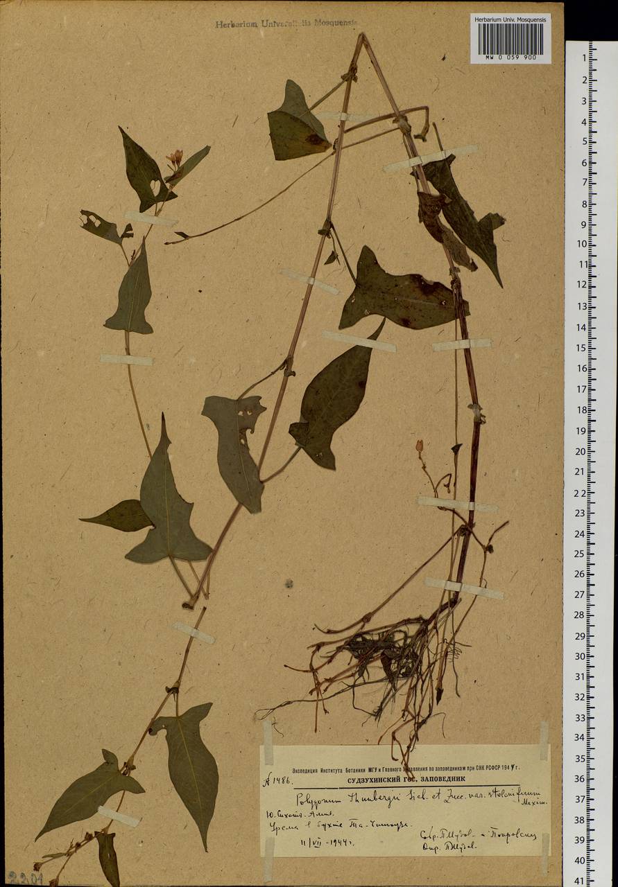 Persicaria thunbergii (Siebold & Zucc.) H. Gross, Siberia, Russian Far East (S6) (Russia)