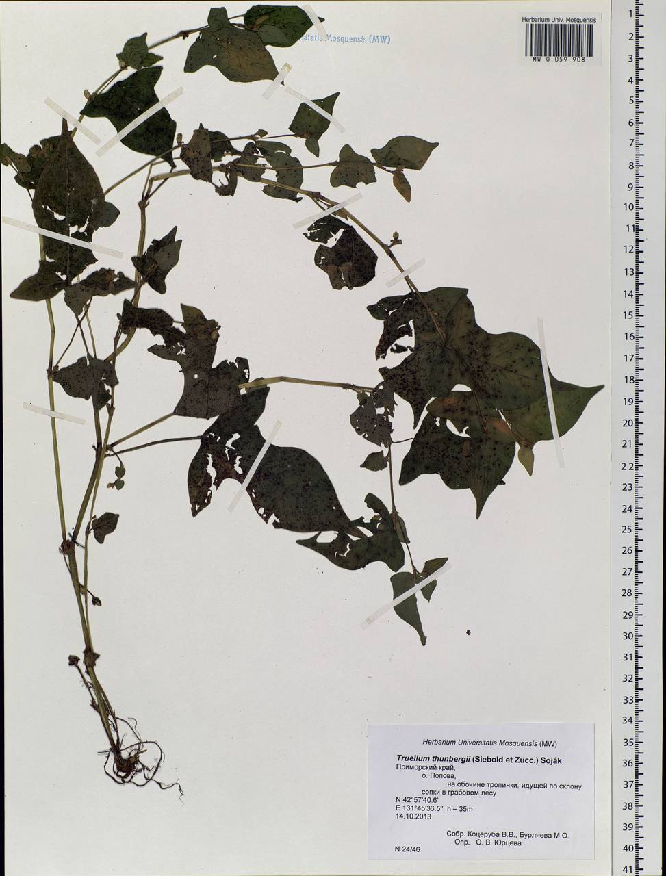 Persicaria thunbergii (Siebold & Zucc.) H. Gross, Siberia, Russian Far East (S6) (Russia)
