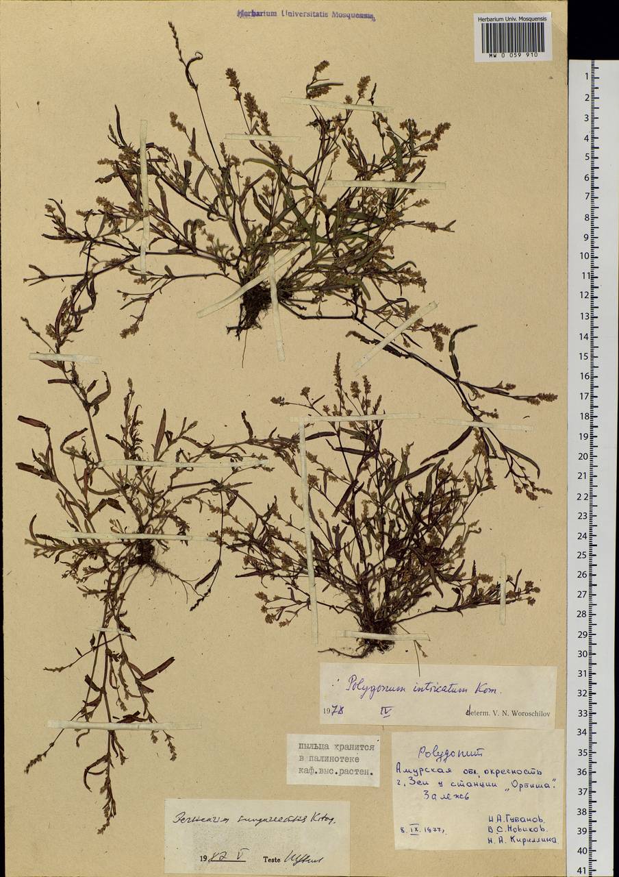 Persicaria longiseta var. rotundata (A. J. Li) B. Li, Siberia, Russian Far East (S6) (Russia)