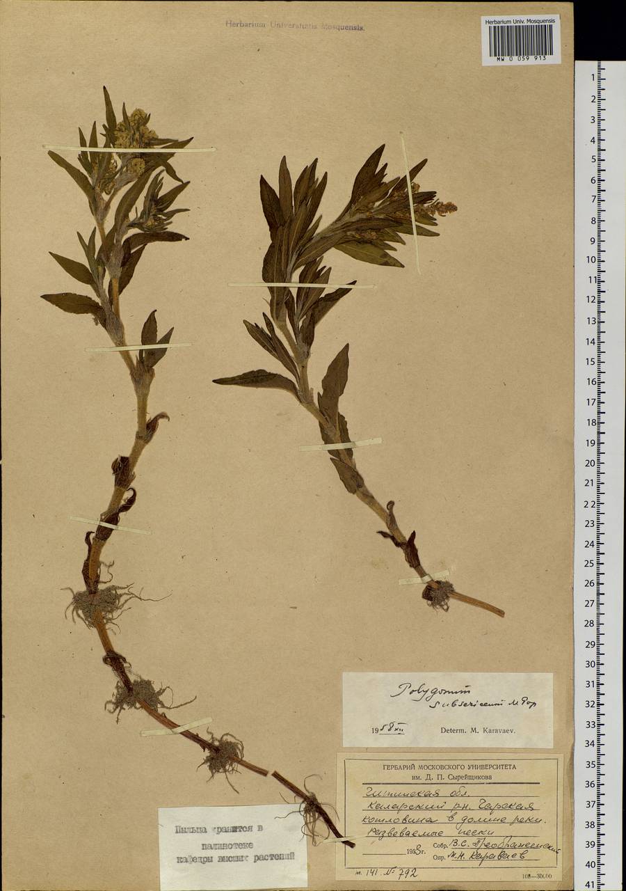 Koenigia ×subsericea (Popov), Siberia, Baikal & Transbaikal region (S4) (Russia)
