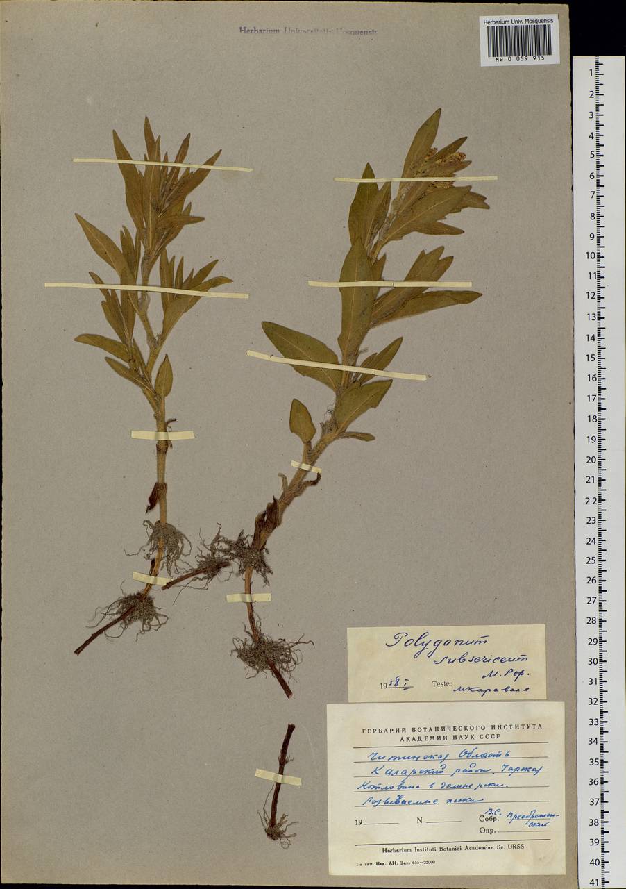 Koenigia ×subsericea (Popov), Siberia, Baikal & Transbaikal region (S4) (Russia)