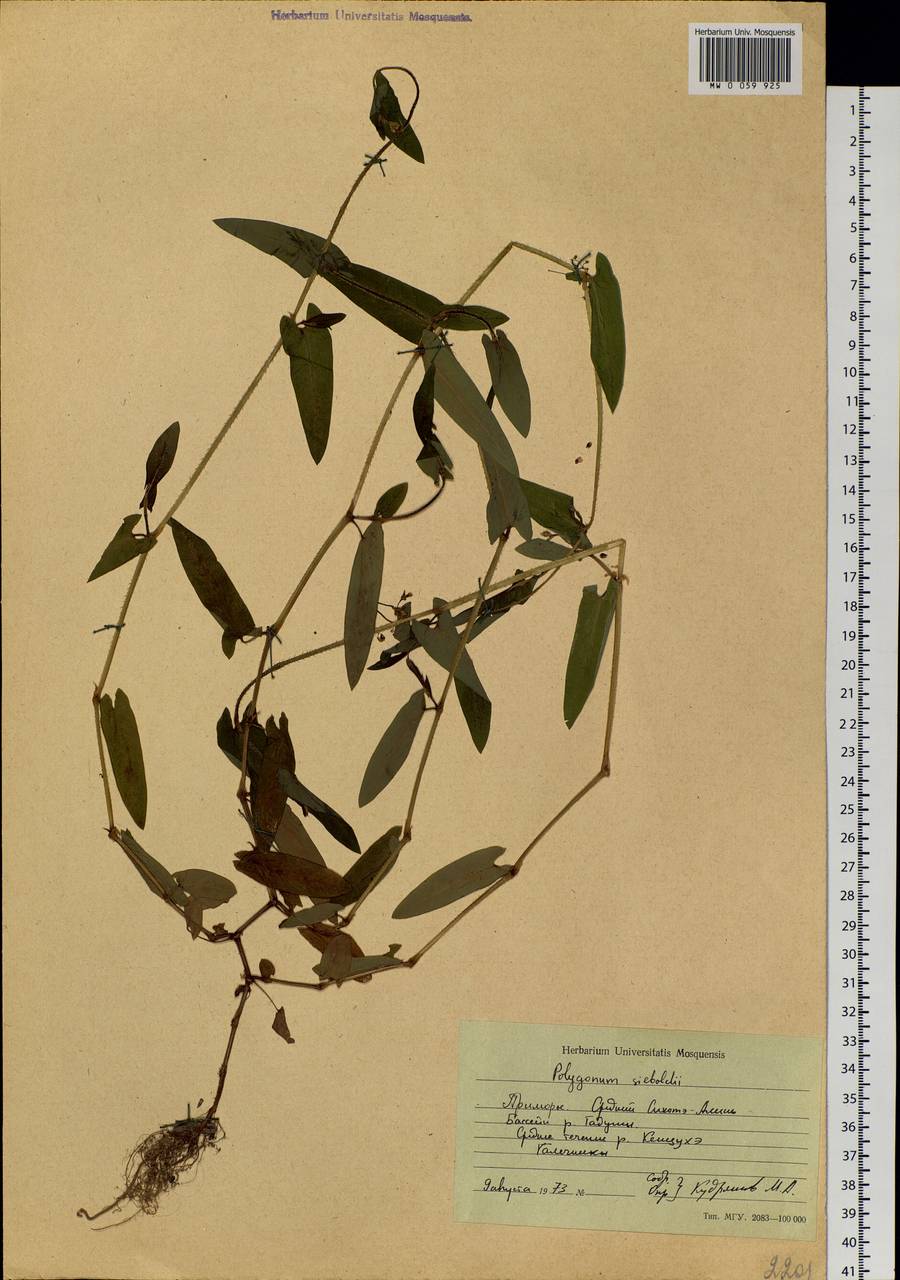 Persicaria sagittata (L.) H. Gross, Siberia, Russian Far East (S6) (Russia)