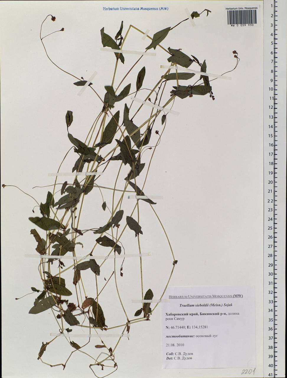 Persicaria sagittata (L.) H. Gross, Siberia, Russian Far East (S6) (Russia)