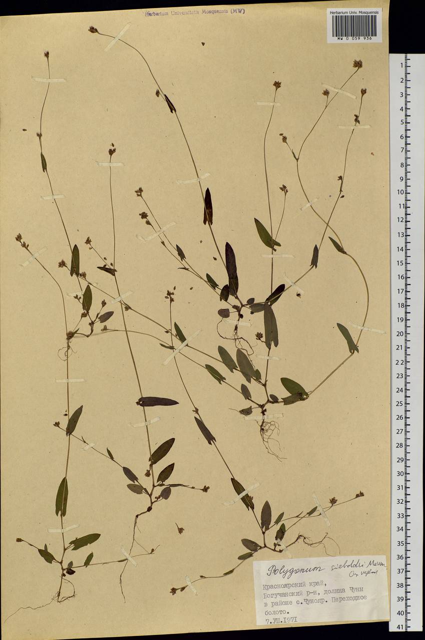 Persicaria sagittata (L.) H. Gross, Siberia, Central Siberia (S3) (Russia)