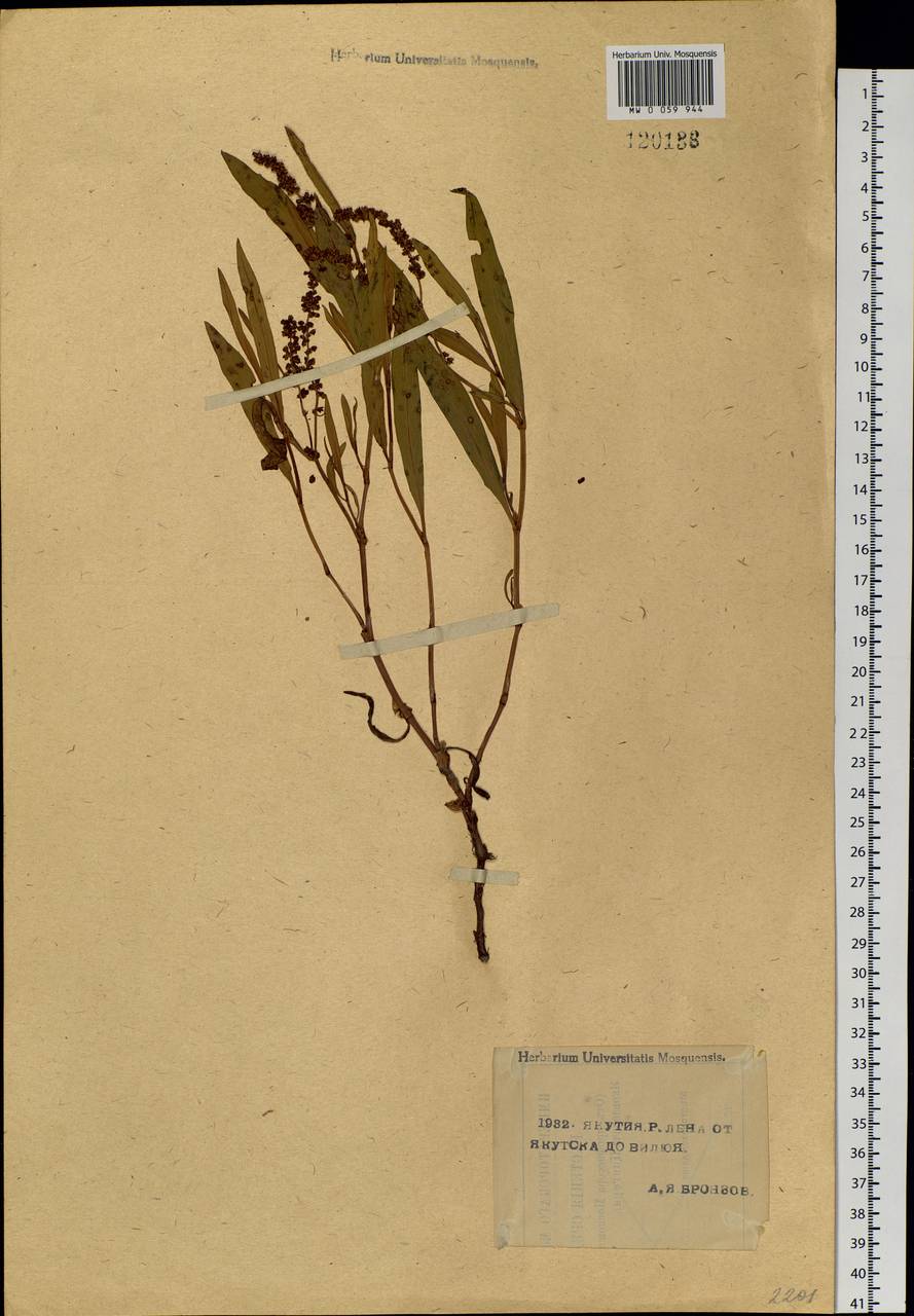 Knorringia sibirica (Laxm.) Tzvelev, Siberia, Yakutia (S5) (Russia)