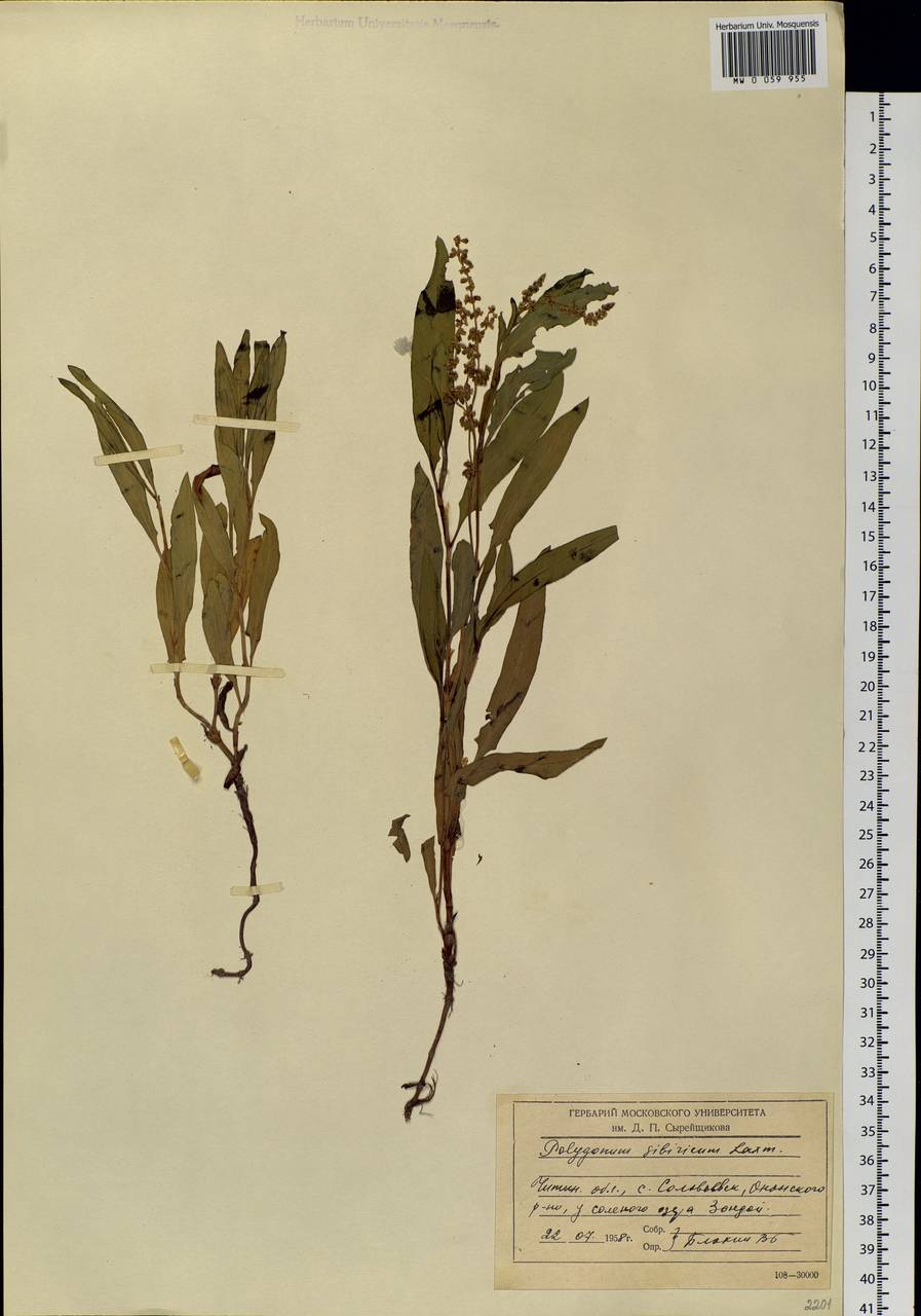Knorringia sibirica (Laxm.) Tzvelev, Siberia, Baikal & Transbaikal region (S4) (Russia)