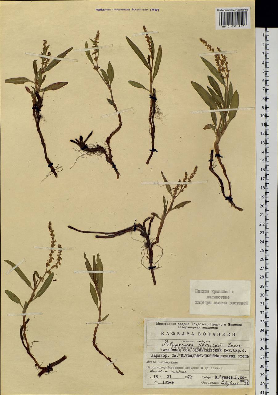 Knorringia sibirica (Laxm.) Tzvelev, Siberia, Baikal & Transbaikal region (S4) (Russia)