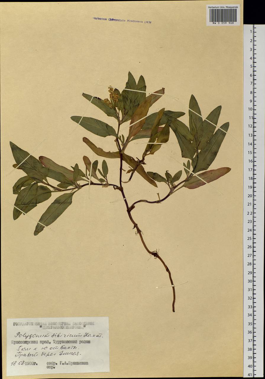 Knorringia sibirica (Laxm.) Tzvelev, Siberia, Central Siberia (S3) (Russia)