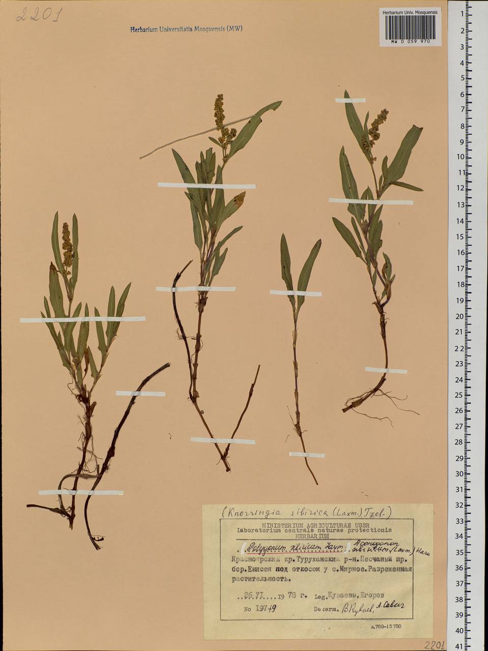 Knorringia sibirica (Laxm.) Tzvelev, Siberia, Central Siberia (S3) (Russia)